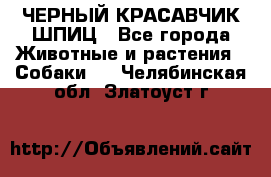 ЧЕРНЫЙ КРАСАВЧИК ШПИЦ - Все города Животные и растения » Собаки   . Челябинская обл.,Златоуст г.